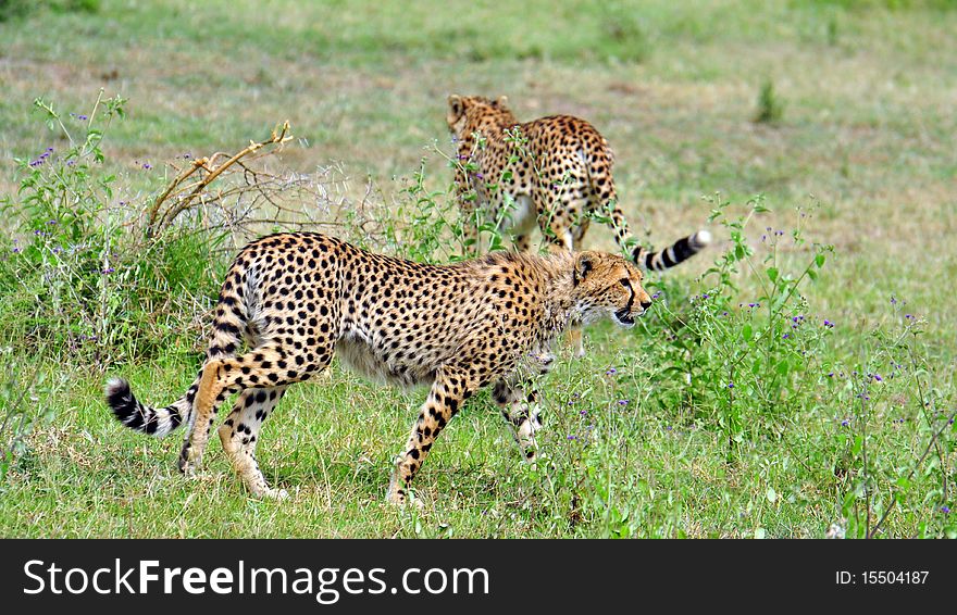 Two cheetahs in central Serengeti, Serengeti National Park, Tanzania. Two cheetahs in central Serengeti, Serengeti National Park, Tanzania