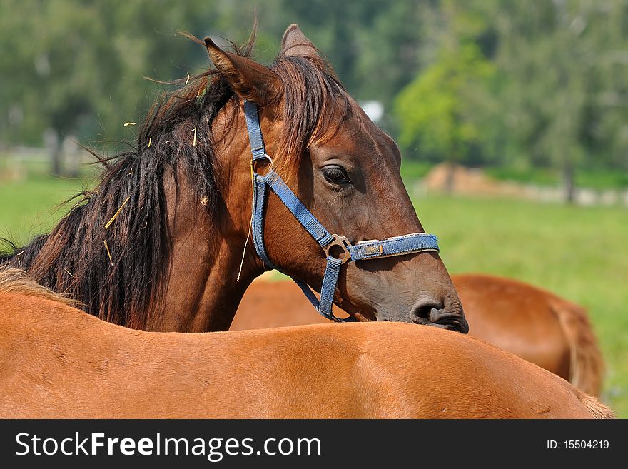 One of the most beautiful animals, here in Czech republic, Europe. One of the most beautiful animals, here in Czech republic, Europe.