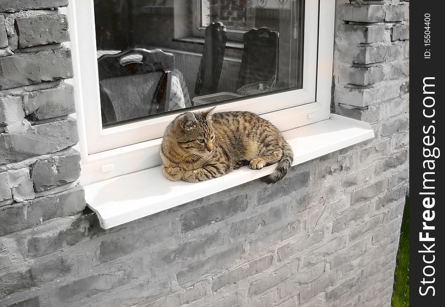 Relaxing adult mixed-bred cat by window, in black and white. Relaxing adult mixed-bred cat by window, in black and white