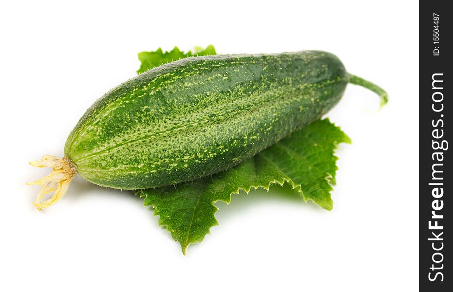 Ripe cucumber on a green leaf. Very appetizing picture.