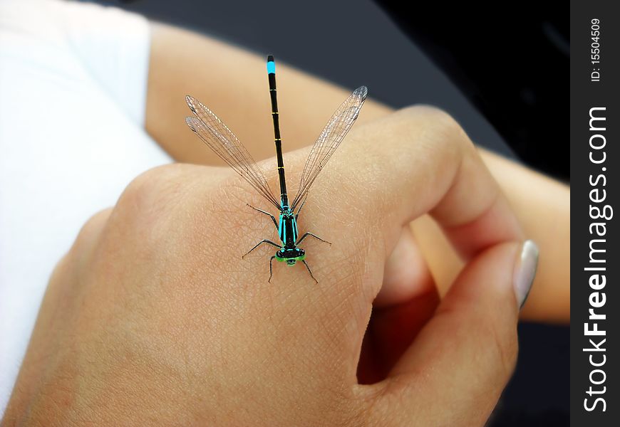 Small colorful dragonfly insect on hand closeup. Small colorful dragonfly insect on hand closeup