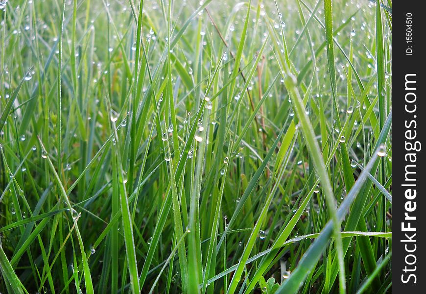 Green grass with water drops natural background. Green grass with water drops natural background