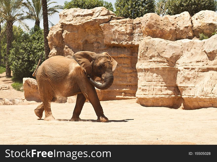 Mature elephant walking in a savanna