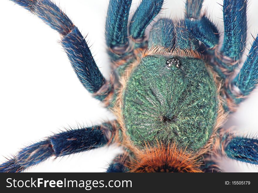 Beautiful spider on a white. Beautiful spider on a white