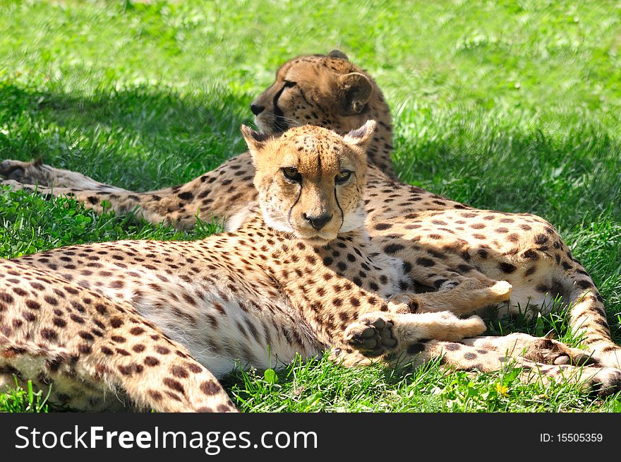 Cheetahs have a rest on a green grass. Cheetahs have a rest on a green grass.