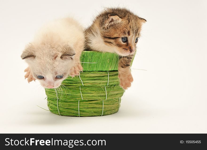 Two kittens on a basket