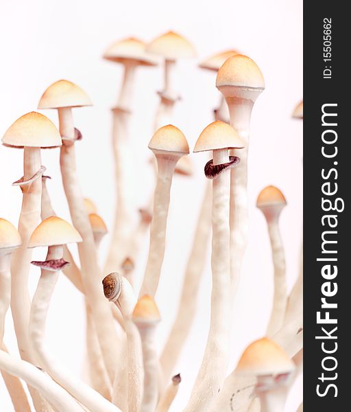 Close up photo of mushrooms