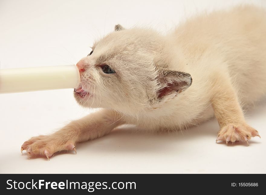 Beije adorable kitten eating on a white background