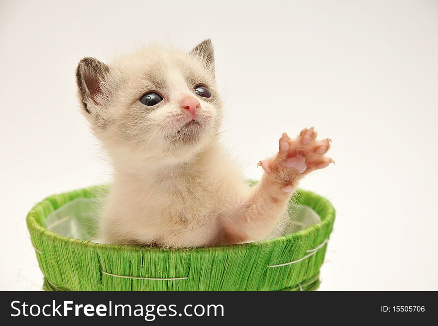 Beije adorable kitten on a white background