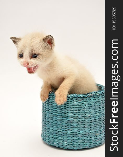 Beije adorable kitten on a white background