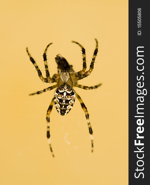 Macro shot of spider eating a fly