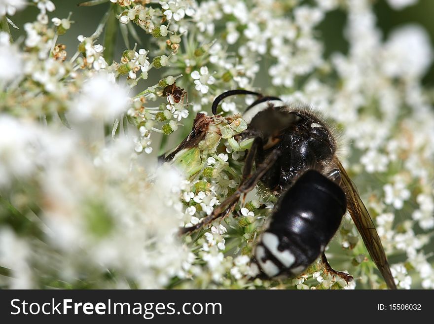 Ambush Bug Phymatinae on Queen Anne's Lace flower with Bald-faced Hornet