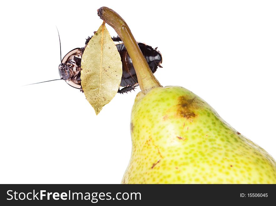 Pear with beautiful cockroach on it's leaf. Pear with beautiful cockroach on it's leaf.