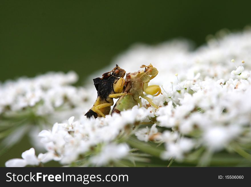 Ambush Bug Phymatinae mating on Queen Anne's Lace flower