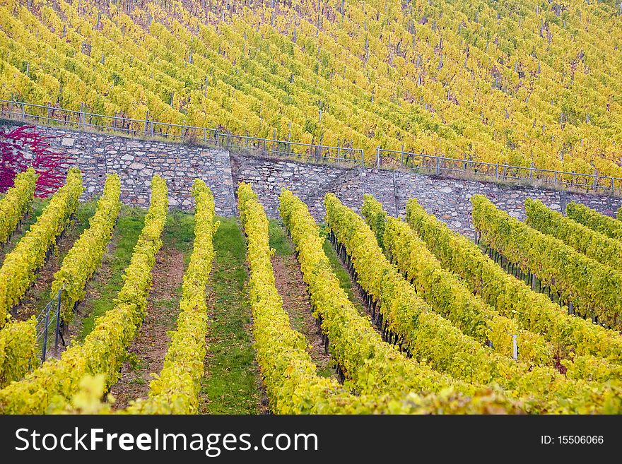 Vineyards In Germany