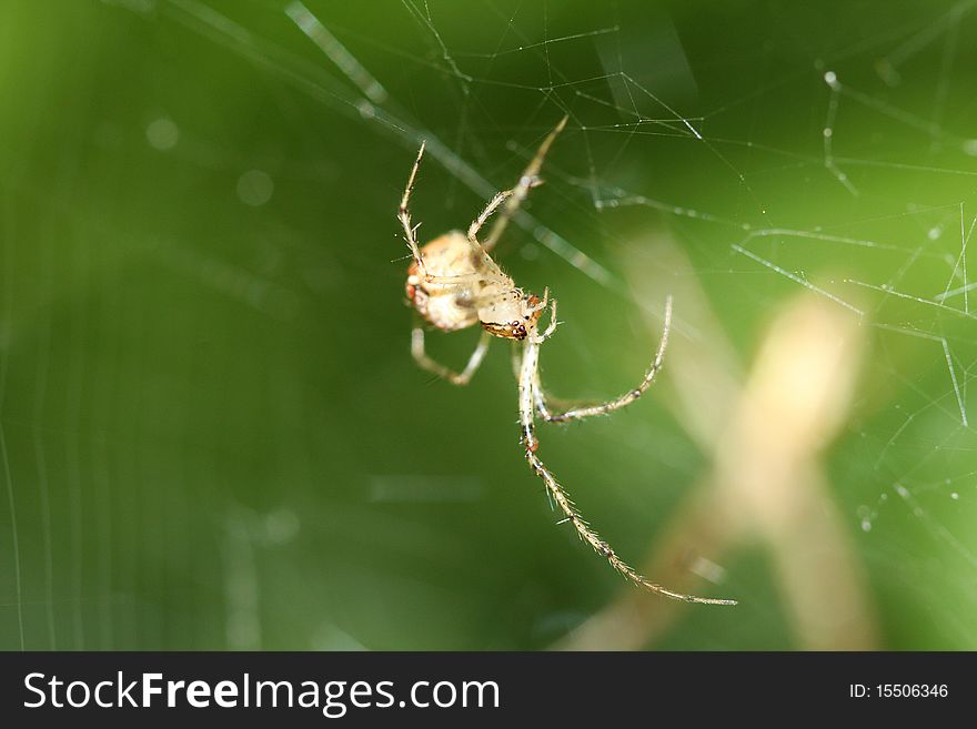 Cob Web Spider