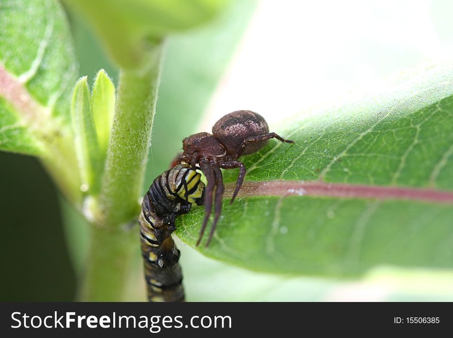 Crab Spider - Xysticus sp With Monarch Butterfly Caterpillar profile