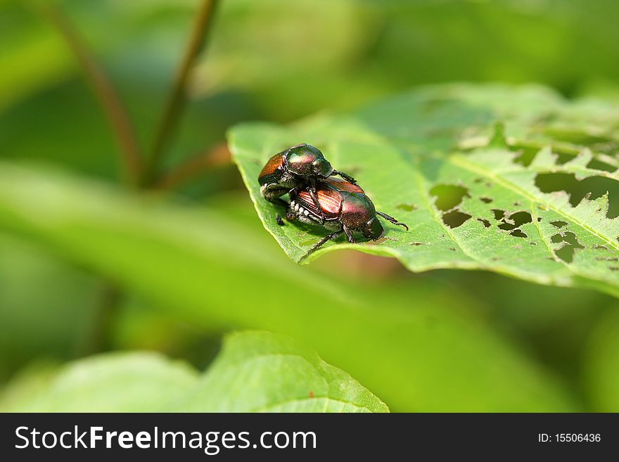 Japanese Beetle Popillia japonica Mating on leaf in sun