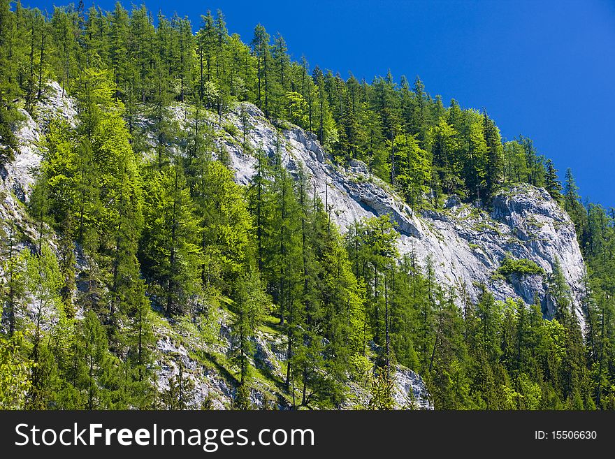 Background made of forest, Slovakia
