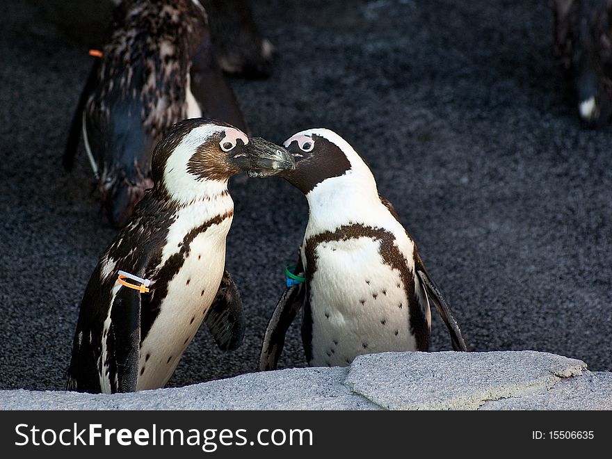 Two penguins show each other affection. Two penguins show each other affection.