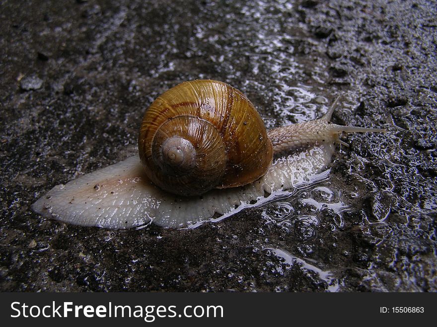 A big snail on the asphalt in the rain