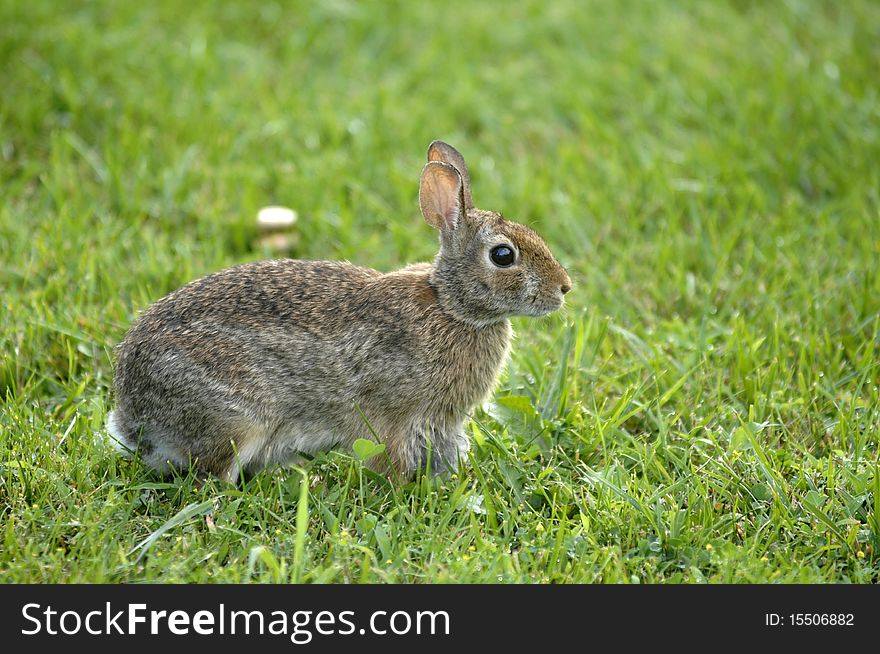 Backyard rabbit sits in the grass. Backyard rabbit sits in the grass.