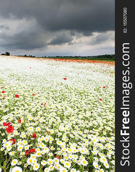 Summer meadow in blossom with daisies