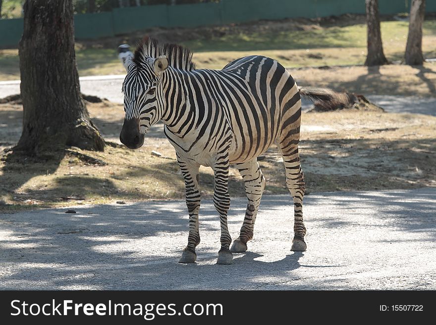 Zebra standing in its habitat. Zebra standing in its habitat