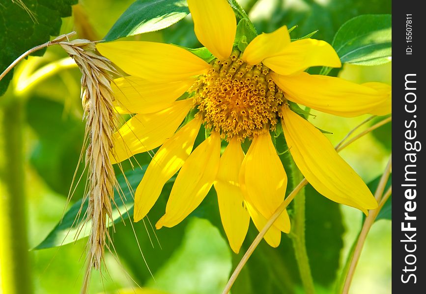 Sunflower And Rye
