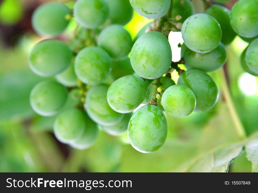 Green vine with blurred background