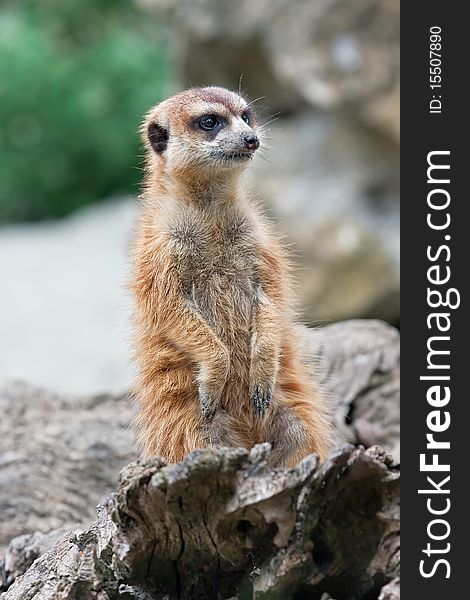 Meerkat (Suricata Suricatta)