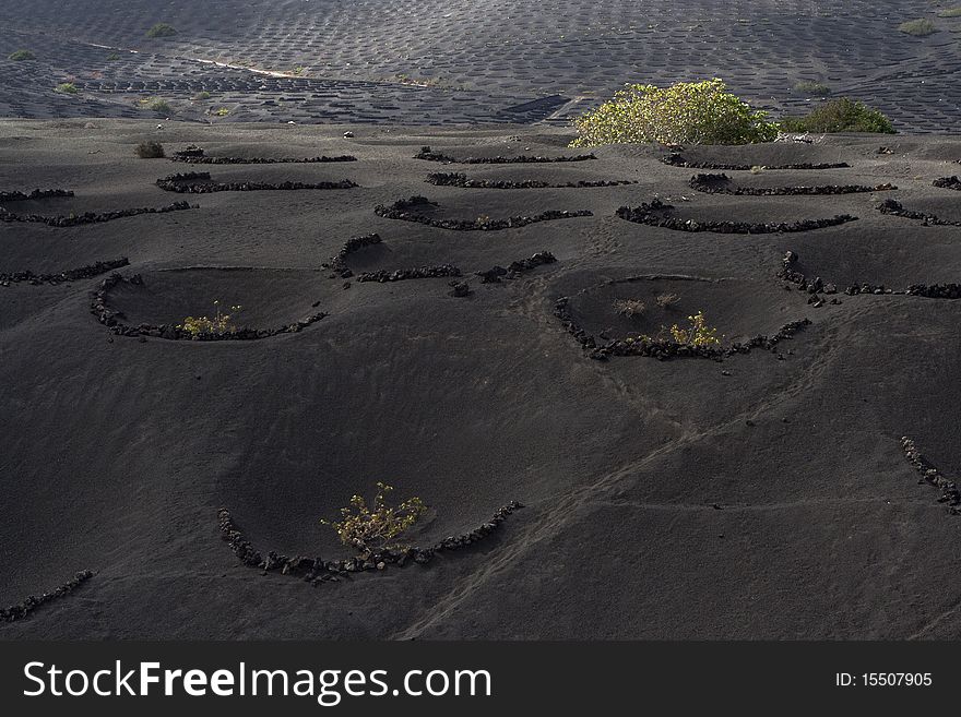 La geria, wine agriculture on volcanic earth in Lanzarote. La geria, wine agriculture on volcanic earth in Lanzarote