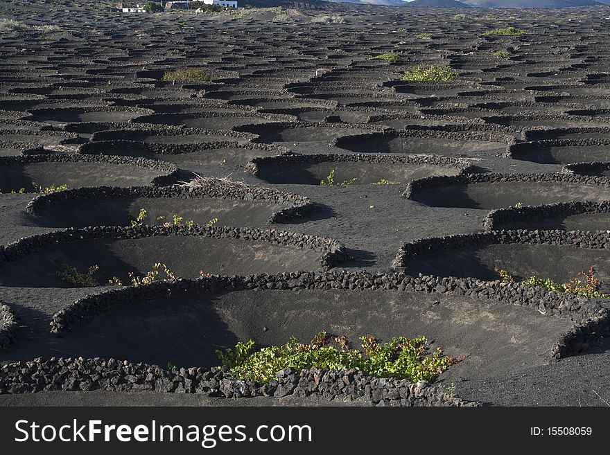 Beautiful volcanic wine area La Geria