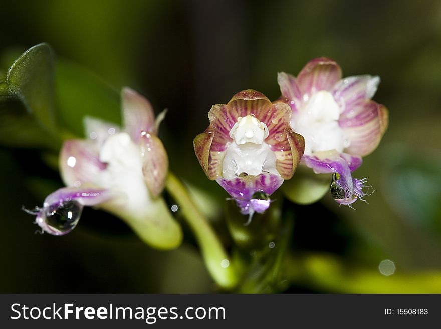 Rare wild orchids in Thailand are colorful and strange shapes.