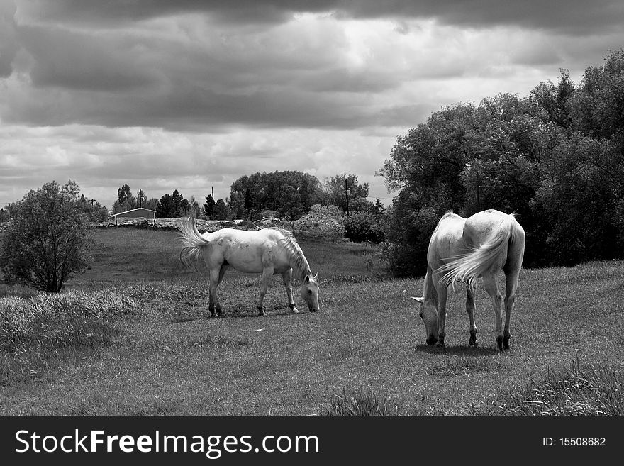 Horses grazing in open field. Horses grazing in open field
