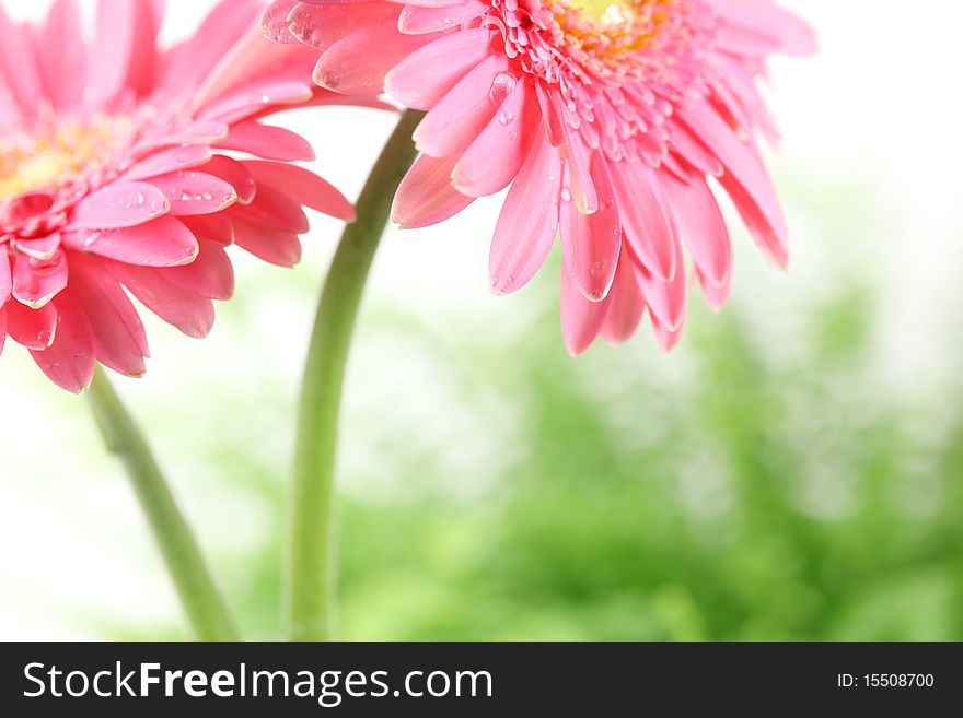 Fresh Pink Daisy