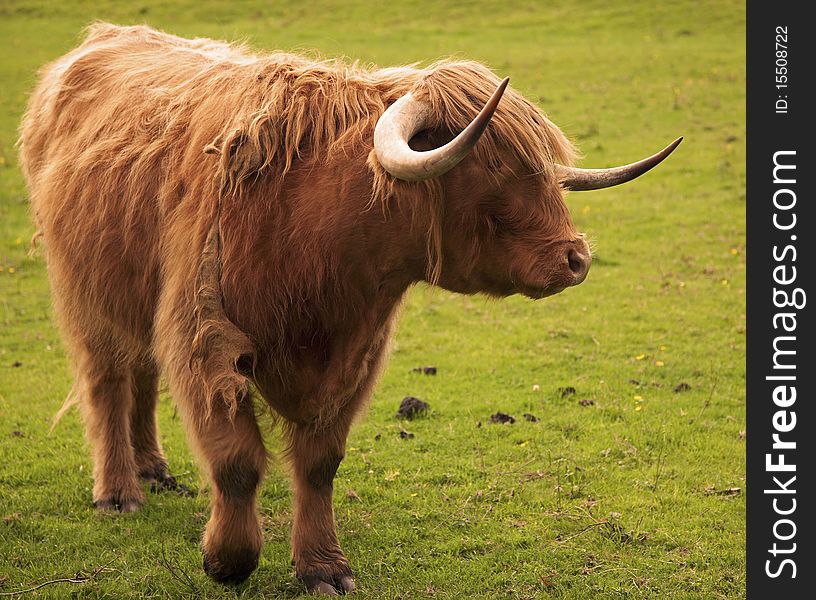 Breed of Kyloe highland bull. Breed of Kyloe highland bull