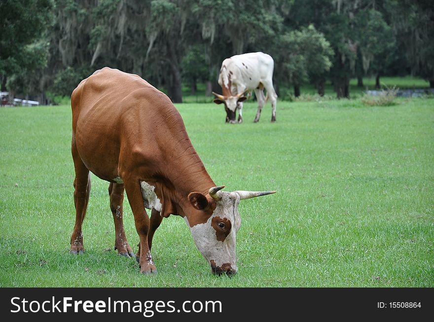 Large bulls grazing royalty free image. Large bulls grazing royalty free image