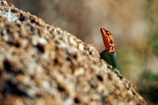 Male Agama On A Rock Royalty Free Stock Images