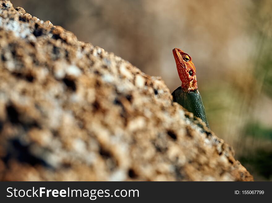 Beautiful male agama on a rock in the Spitzkoppe area in Namibia