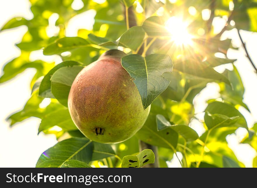 Ripe, juicy pear hangs on a branch of a pear tree, the sun Peeps through the leaves