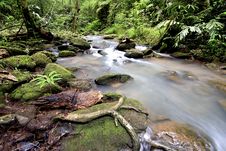 Stream In The Forest During The Tropical Forest Stock Photo