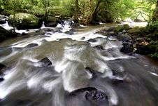 Stream In The Forest During The Tropical Forest Royalty Free Stock Photography