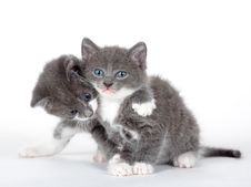 Two Blue Eyed Gray Kitten Isolated Royalty Free Stock Image Two Blue Eyed Gray Kitten Isolated Royalty Free Stock Image