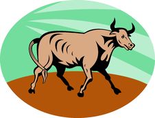 Raging Texas Longhorn Bull Royalty Free Stock Image Raging Texas Longhorn Bull Royalty Free Stock Image