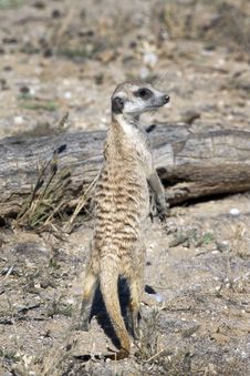 Meerkat Or Suricate Stock Photo Meerkat Or Suricate Stock Photo