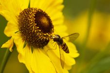 Fly Royalty Free Stock Photos Fly Royalty Free Stock Photos
