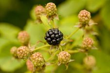Blackberry Stock Images Blackberry Stock Images