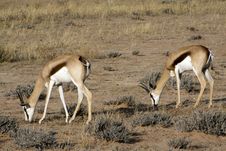 Springbok In The Kalahari Stock Images