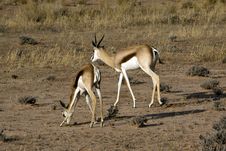 Springbok In The Kalahari Royalty Free Stock Photos